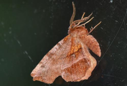 Réf. 304 659 : Selenia dentaria